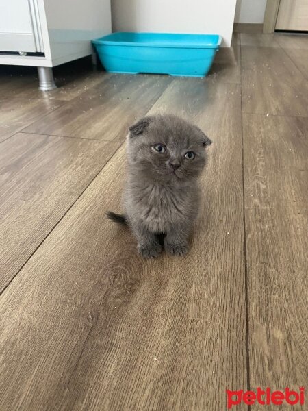 Scottish Fold, Kedi  Medusa fotoğrafı