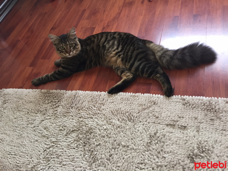 Tekir Kedi, Kedi  BONCUK fotoğrafı