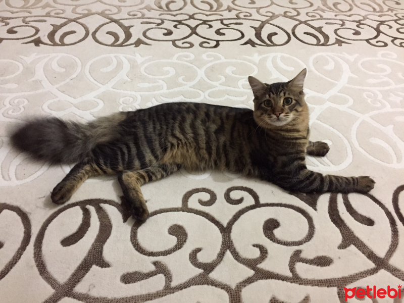 Tekir Kedi, Kedi  BONCUK fotoğrafı