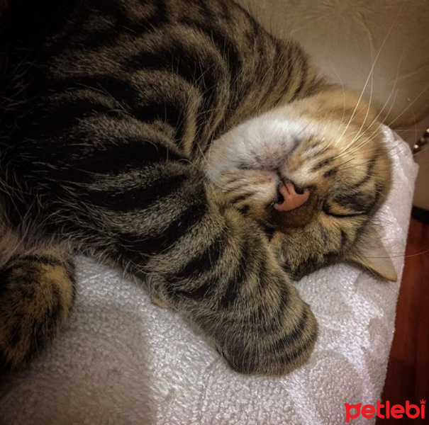Tekir Kedi, Kedi  BONCUK fotoğrafı