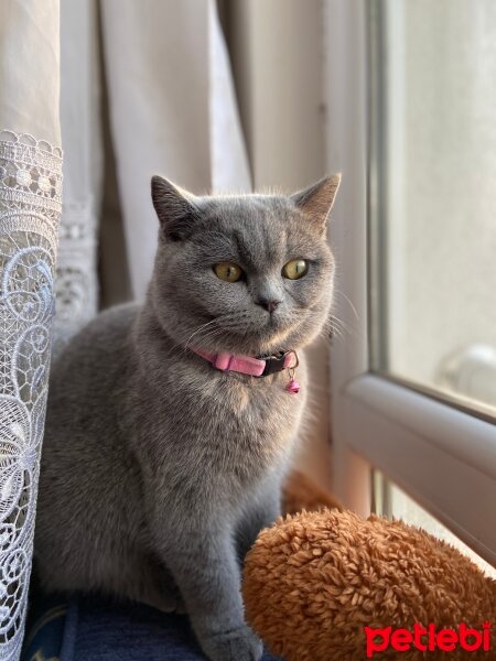 British Shorthair, Kedi  Mia fotoğrafı