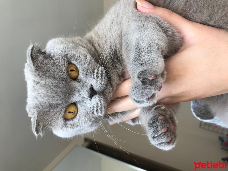 Scottish Fold, Kedi  Yağmur fotoğrafı