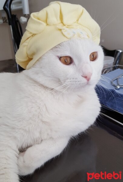 Scottish Fold, Kedi  Leocanımız?❤️❤️ fotoğrafı