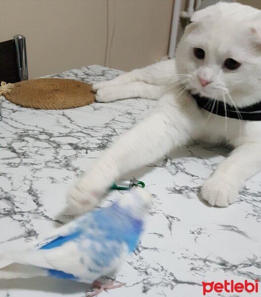 Scottish Fold, Kedi  Leocanımız?❤️❤️ fotoğrafı