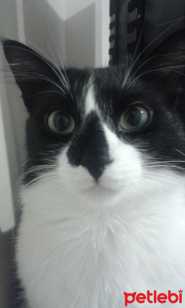 Tuxedo (Smokin) Kedi, Kedi  Kırpık fotoğrafı