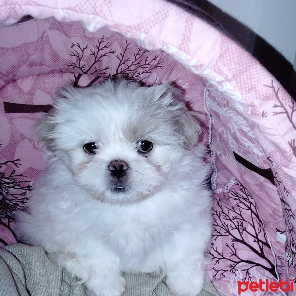Shih Tzu, Köpek  Dido fotoğrafı