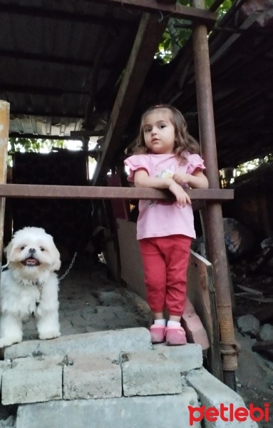 Shih Tzu, Köpek  Dido fotoğrafı