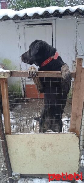 Labrador Retriever, Köpek  Zeytin fotoğrafı