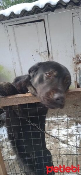 Labrador Retriever, Köpek  Zeytin fotoğrafı