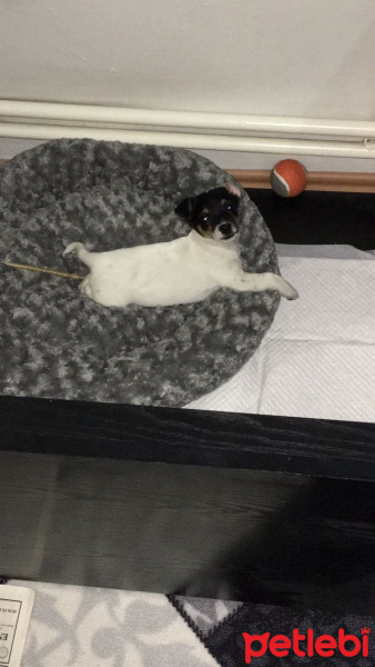 Jack Russell Terrier, Köpek  Prenses fotoğrafı