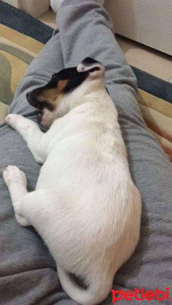 Jack Russell Terrier, Köpek  Prenses fotoğrafı