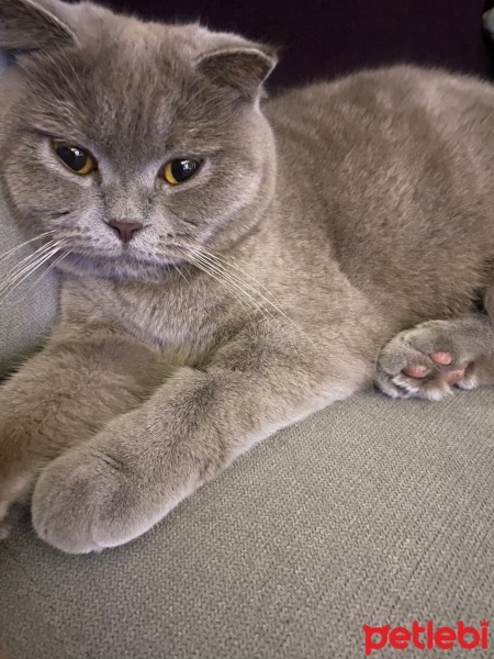 Scottish Fold, Kedi  Nünü fotoğrafı