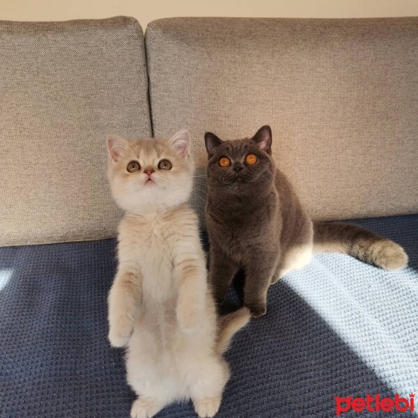 British Shorthair, Kedi  Peluş fotoğrafı