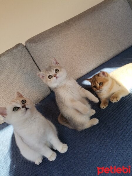 British Shorthair, Kedi  Peluş fotoğrafı