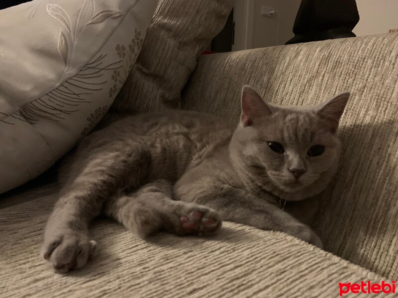 British Shorthair, Kedi  Mira fotoğrafı