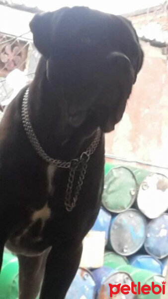 Cane Corso Italiano, Köpek  Alex fotoğrafı