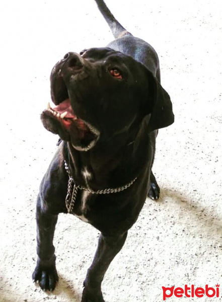 Cane Corso Italiano, Köpek  Alex fotoğrafı
