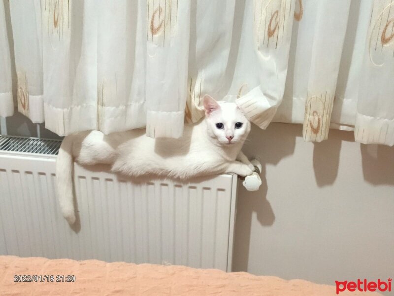 Van Kedisi, Kedi  Boncuk fotoğrafı