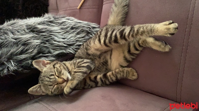 Tekir Kedi, Kedi  Turşu fotoğrafı