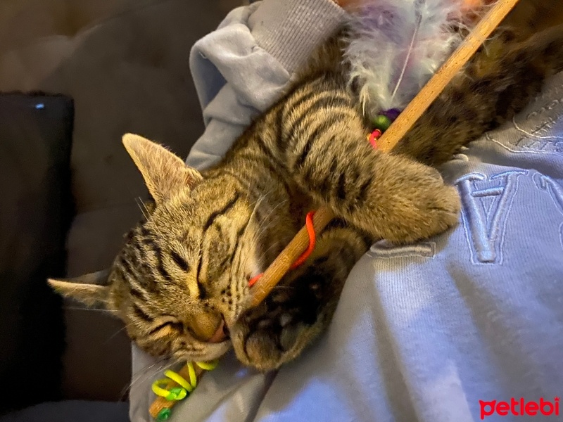 Tekir Kedi, Kedi  Turşu fotoğrafı
