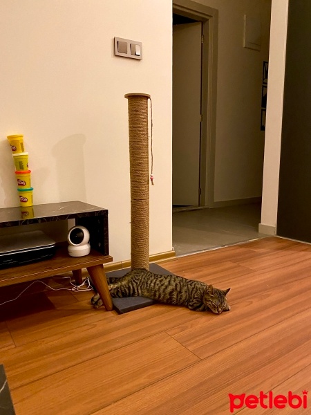 Tekir Kedi, Kedi  Turşu fotoğrafı