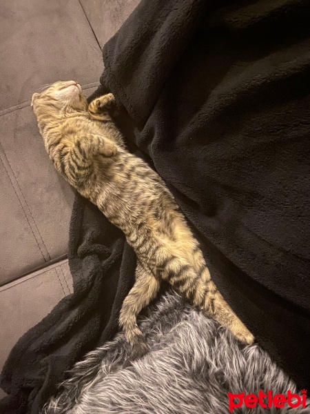 Tekir Kedi, Kedi  Turşu fotoğrafı