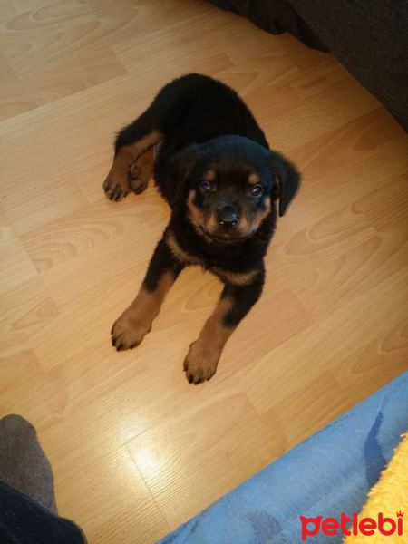 Rottweiler, Köpek  Barut fotoğrafı