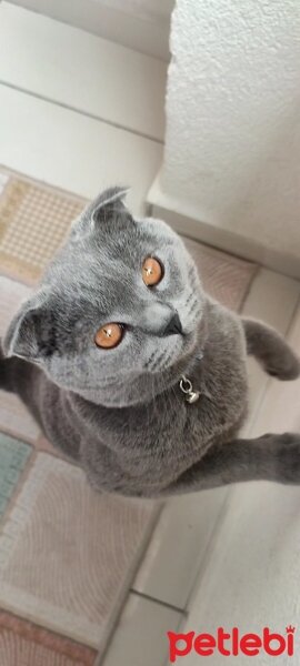 Scottish Fold, Kedi  Pamuk fotoğrafı