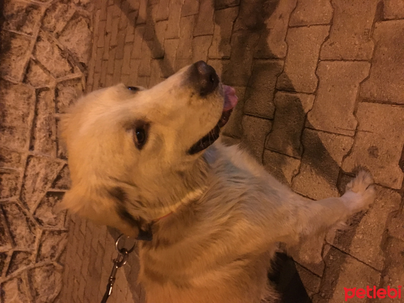Golden Retriever, Köpek  Paşa fotoğrafı