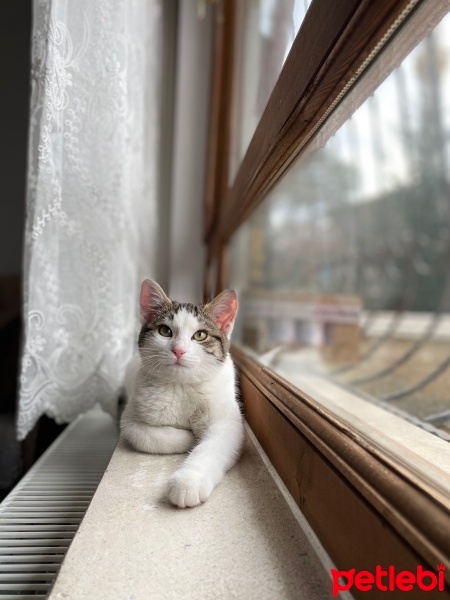 Tekir Kedi, Kedi  Turşu fotoğrafı