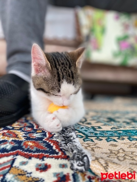 Tekir Kedi, Kedi  Turşu fotoğrafı