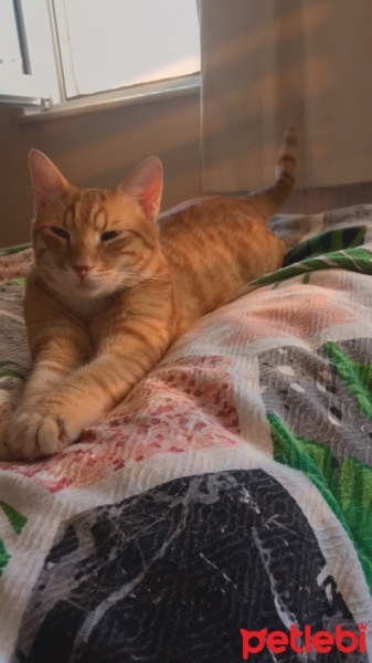 Sarman, Kedi  Paşa fotoğrafı