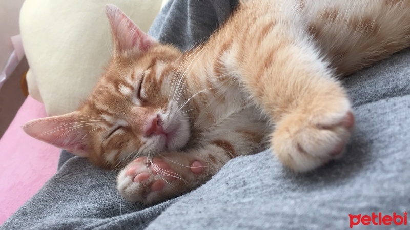 Sarman, Kedi  Paşa fotoğrafı