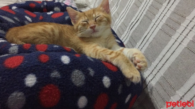 Sarman, Kedi  Paşa fotoğrafı