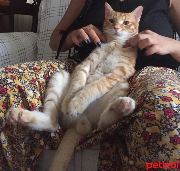 Sarman, Kedi  Paşa fotoğrafı