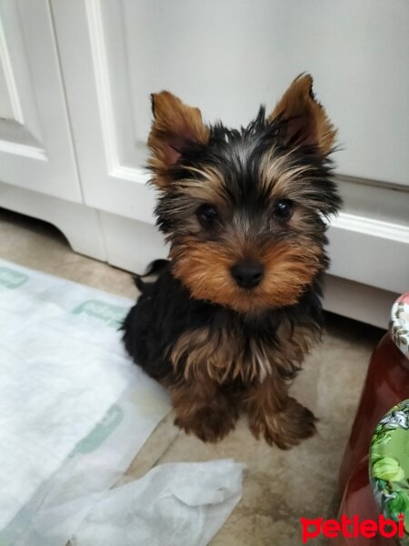 Yorkshire Terrier, Köpek  Latte fotoğrafı