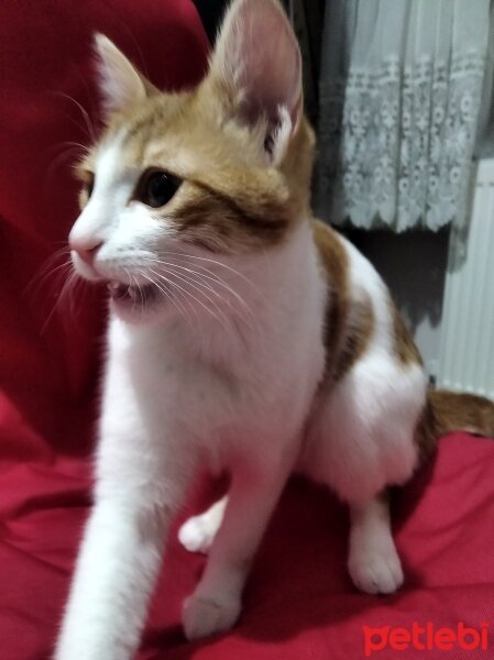 Sarman, Kedi  Minnoş fotoğrafı