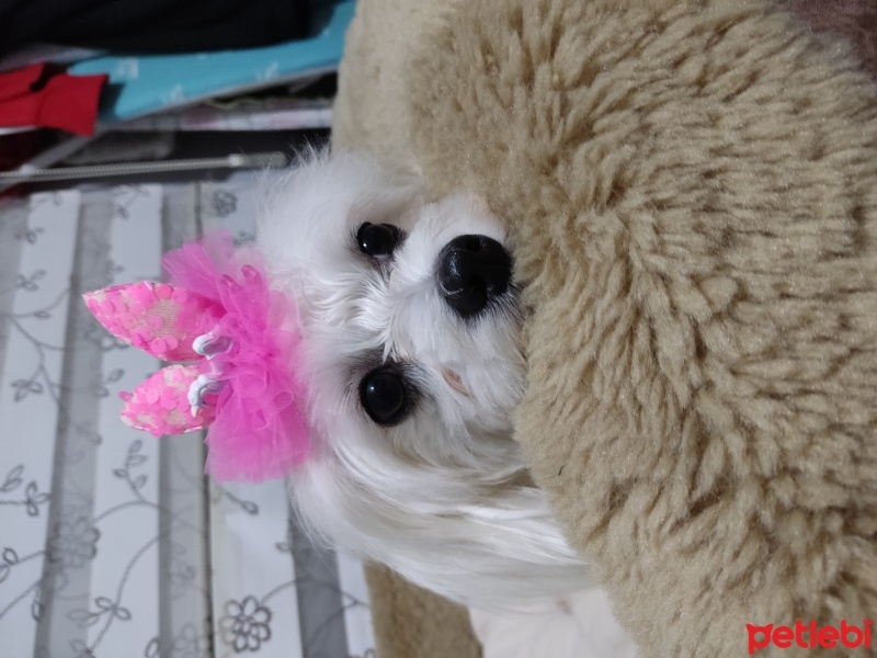 Maltese, Köpek  Betty fotoğrafı