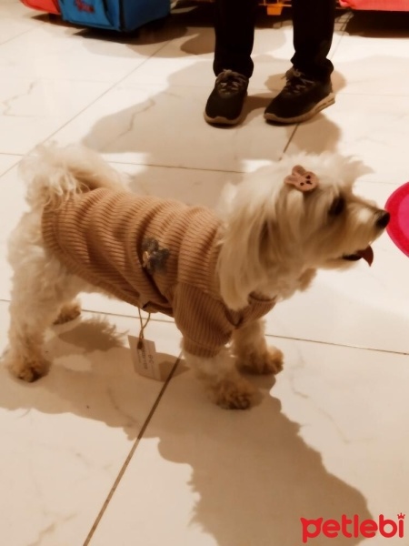 Maltese, Köpek  Betty fotoğrafı