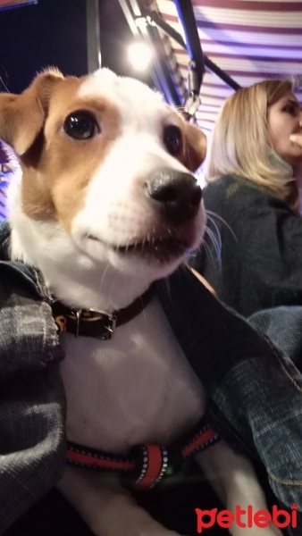 Jack Russell Terrier, Köpek  Fox fotoğrafı