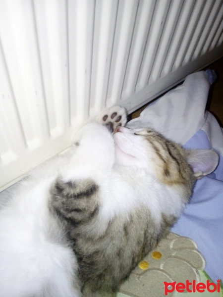 Tekir Kedi, Kedi  Minnoş fotoğrafı