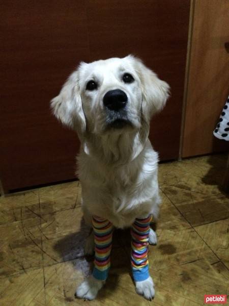 Golden Retriever, Köpek  Eylül fotoğrafı