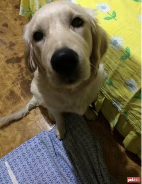 Golden Retriever, Köpek  Eylül fotoğrafı