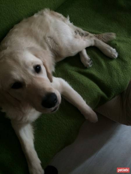 Golden Retriever, Köpek  Eylül fotoğrafı