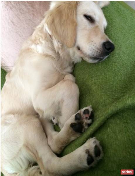 Golden Retriever, Köpek  Eylül fotoğrafı