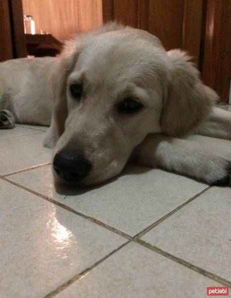 Golden Retriever, Köpek  Eylül fotoğrafı