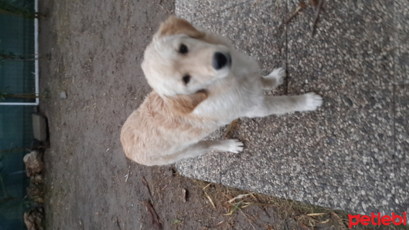 Golden Retriever, Köpek  Karamel fotoğrafı