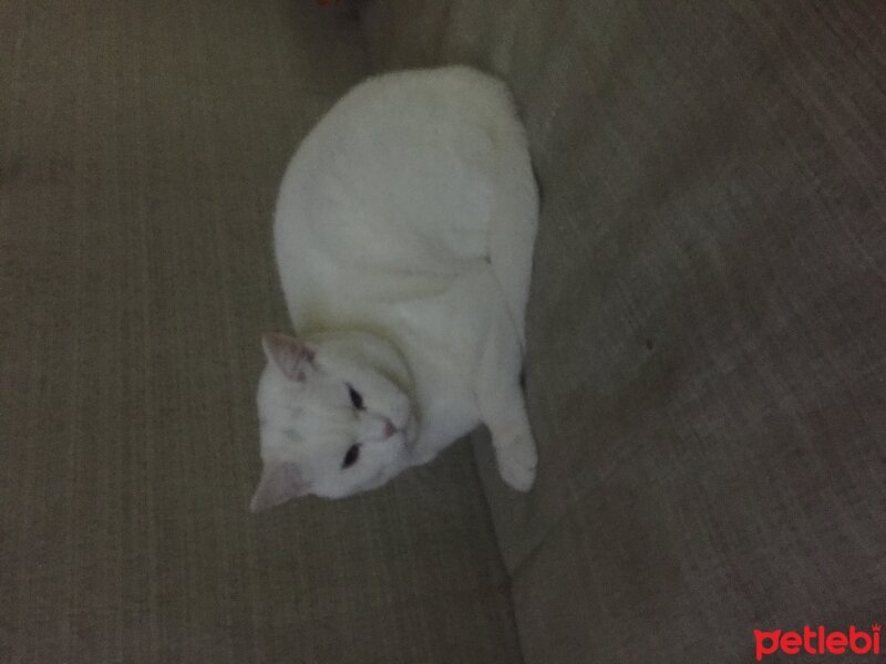 British Shorthair, Kedi  Azman fotoğrafı