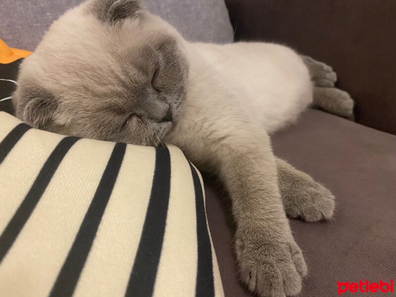 Scottish Fold, Kedi  Mavi fotoğrafı