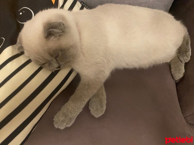 Scottish Fold, Kedi  Mavi fotoğrafı